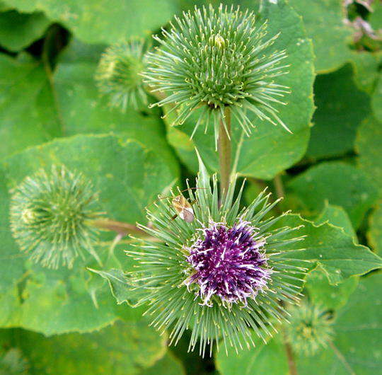 Groe Klette - Arctium lappa