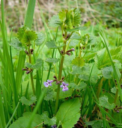 Efeu-Gundermann - Glechoma hederacea