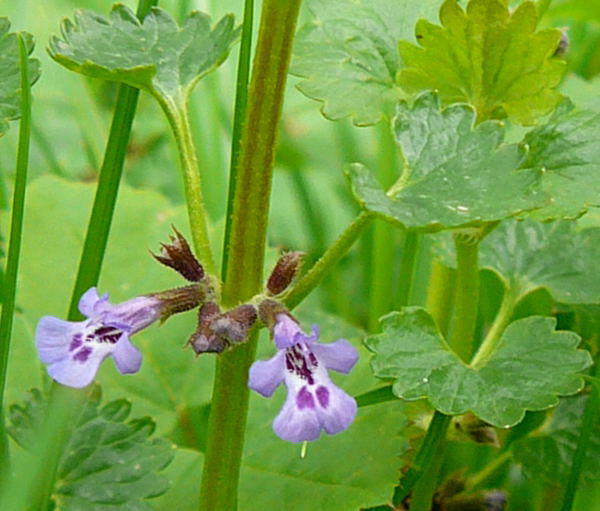 Efeu-Gundermann - Glechoma hederacea