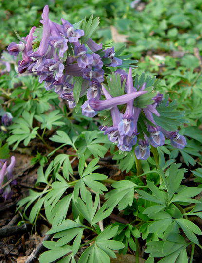 Hohler Lerchensporn - Corydalis cava