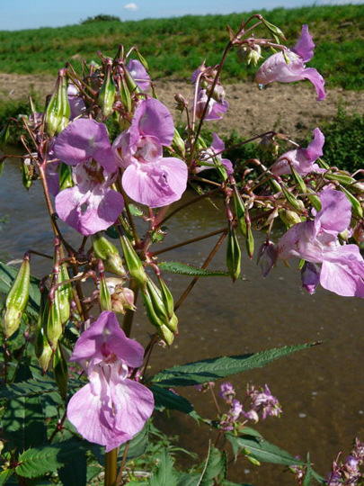 Indisches Springkraut - Impatiens glandulifera