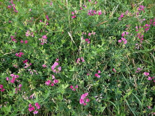 Knollen-Platterbse - Lathyrus tuberosus