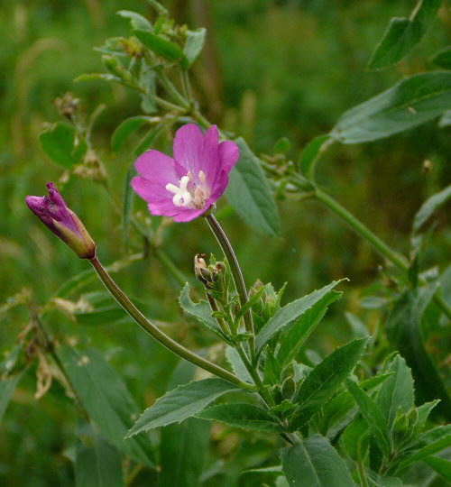 Rauhhaariges (Zottiges) Weidenrschen - Epilobium hirsutum