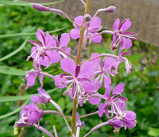 Schmalblttriges Weidenrschen - Epilobium angustifolium