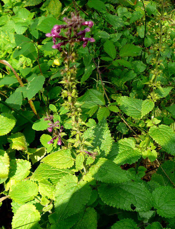 Wald-Ziest - Stachys sylvatica