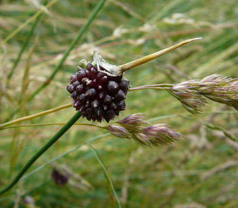 Weinbergslauch - Allium vineale