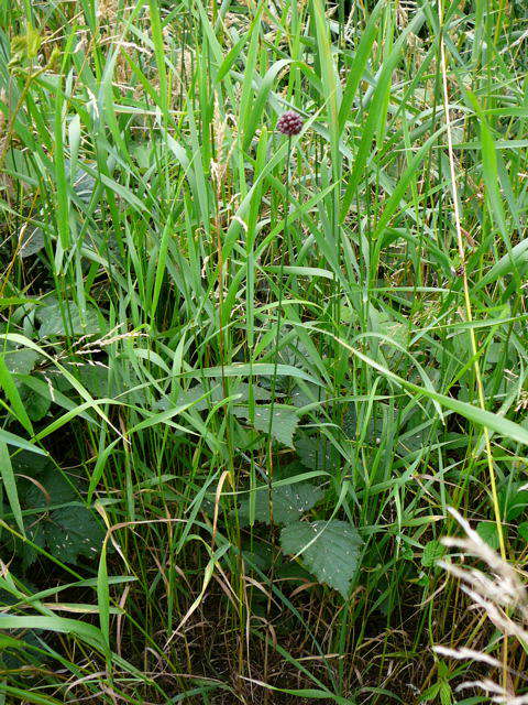 Weinbergslauch - Allium vineale