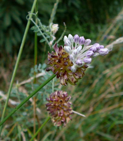 Weinbergslauch - Allium vineale