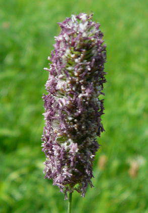 Wiesen-Lieschgras - Phleum pratense