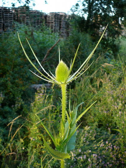 Wilde Karde - Dipsacus fullonum  