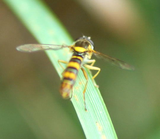 Langbauchschwebfliege, Mnnchen - Sphaerophoria scripta