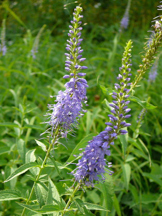 Langblttriger Blauweiderich - Pseudolysimachium longifolium