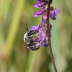 Langhornbiene - Eucera longicornis