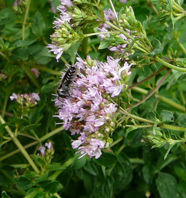 Luzerne-Blattschneiderbiene - Megachile rotundata