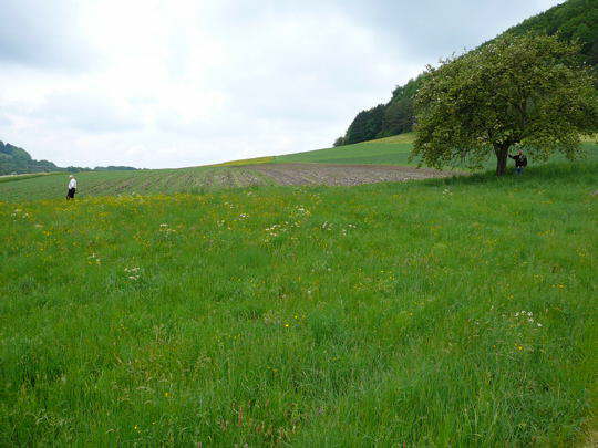 Umgebung, Bergwiesen vor Schwbischer Alb