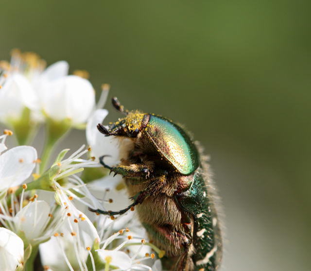 Metallischer Rosenkfer - Potosia cuprea