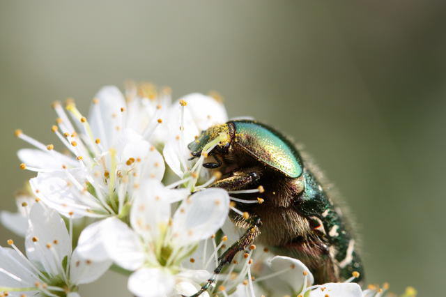 Metallischer Rosenkfer - Potosia cuprea