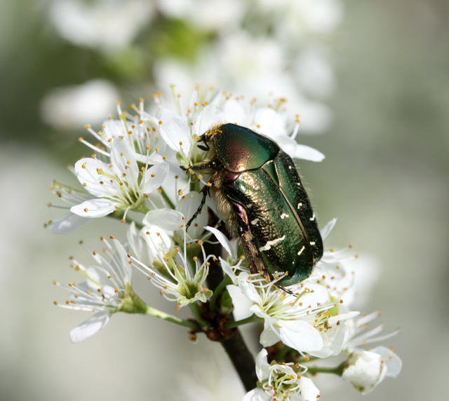 Metallischer Rosenkfer - Potosia cuprea