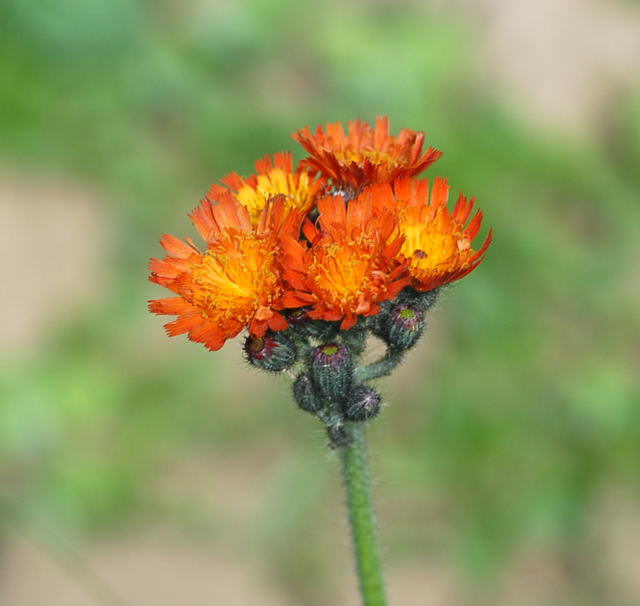 Orangerotes Habichtskraut - Hieracium aurantiacum 