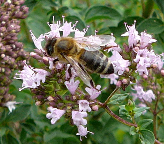 Honigbiene - Apis mellifera