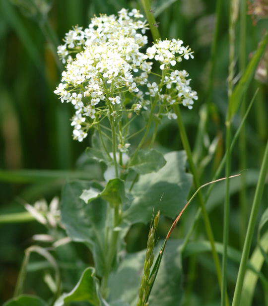 Pfeilkresse - Cardaria draba