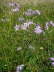Pracht-Nelke - Dianthus superbus 