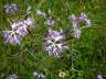 Pracht-Nelke - Dianthus superbus 