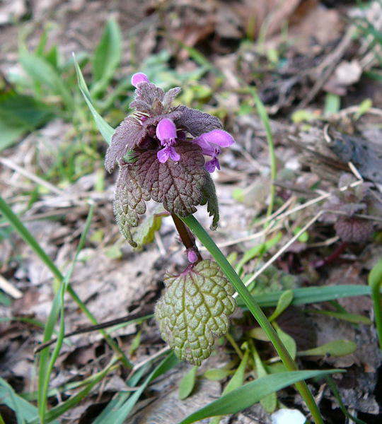 Purpurrote Taubnessel - Lamium purpureum