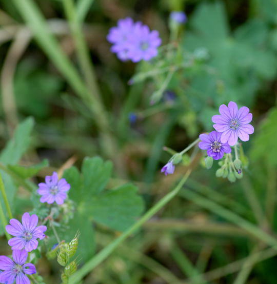 Pyrenen-Storchschnabel - Geranium pyrenaicum