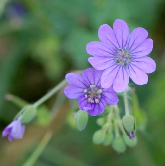 Pyrenen-Storchschnabel - Geranium pyrenaicum