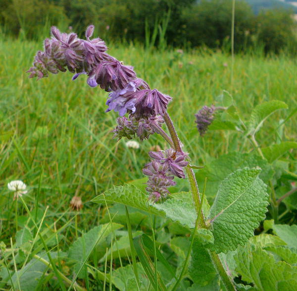 Quirlbltiger Salbei - Salvia verticillata 