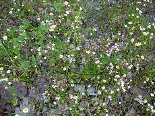 Echtes Tausengldenkraut - Centaurium erythraea