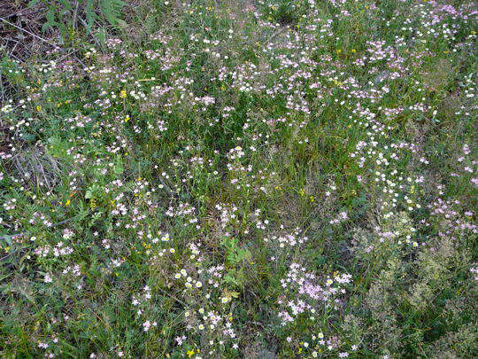 Echtes Tausengldenkraut - Centaurium erythraea