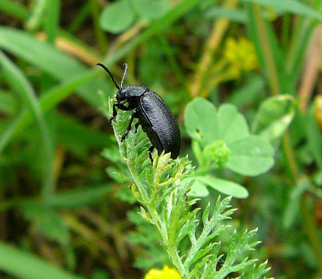 Rainfarn-Blattkfer - Galeruca tanaceti 