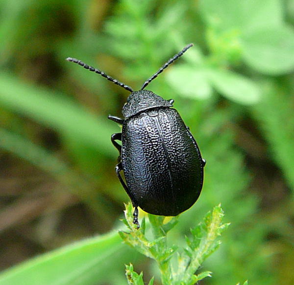 Rainfarn-Blattkfer - Galeruca tanaceti 