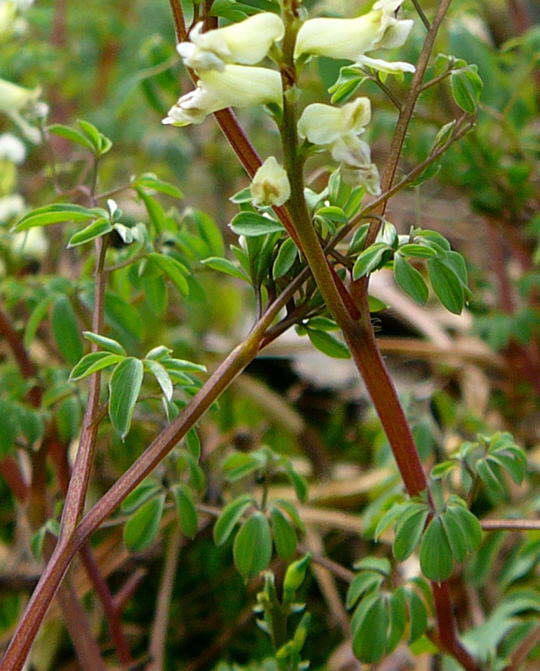 Rankender Lerchensporn - Ceratocapnos claviculata