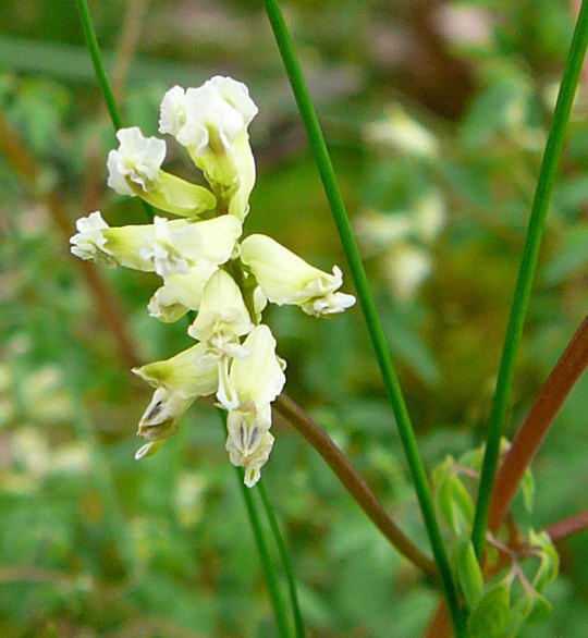 Rankender Lerchensporn - Ceratocapnos claviculata