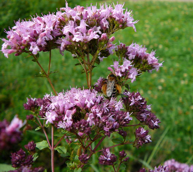 Raufige Hosenbiene - Dasypoda hirtipes