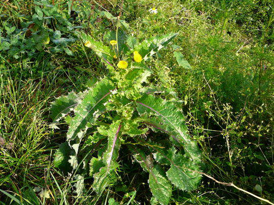 Rauhe Gnsedistel - Sonchus asper