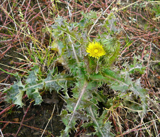 Rauhe Gnsedistel - Sonchus asper