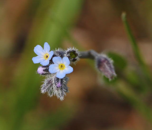 Raues Vergissmeinnicht - Myosotis ramosissima 