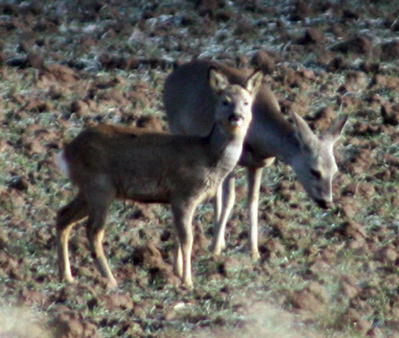 Rehe-Januar 09-2-zw