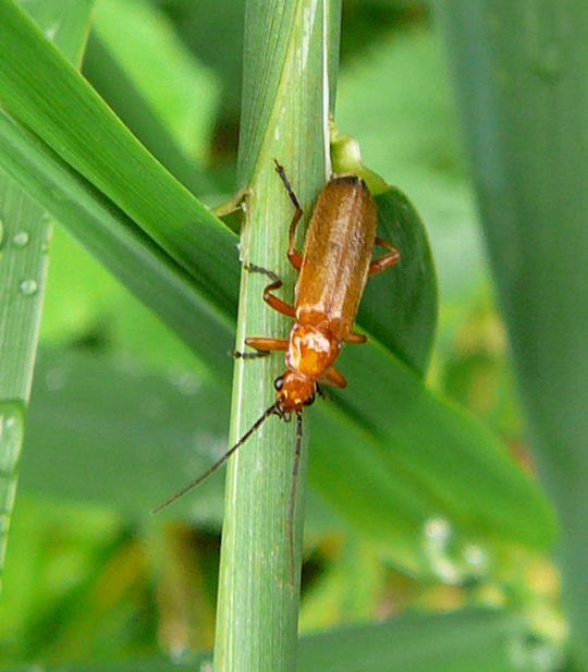 Rotgelber Weichkfer 