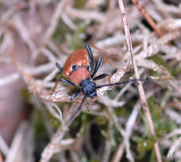 Rothalsbock, Weibchen - Leptura rubra