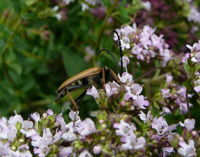 Rothalsbock, Mnnchen - Leptura rubra