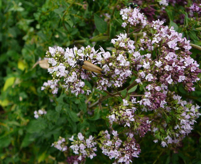 Rothalsbock, Mnnchen - Leptura rubra