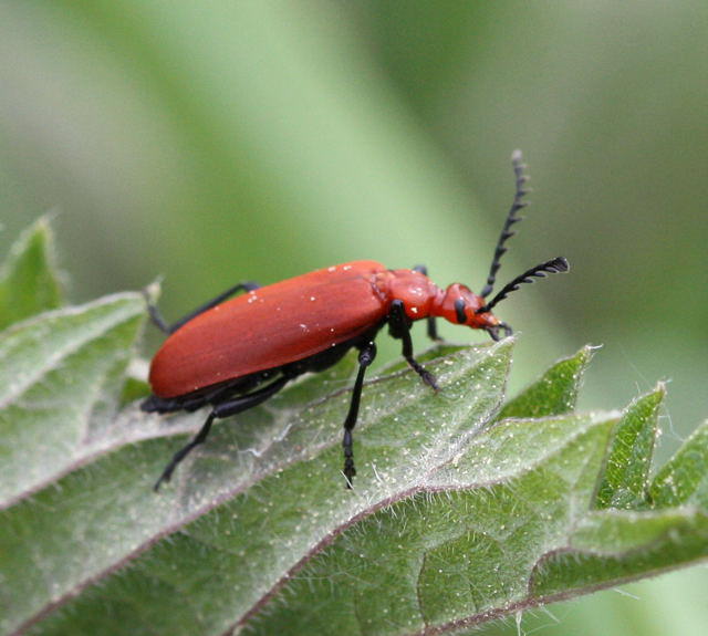 Rotkpfiger Feuerkfer - Pyrochroa serraticornis 