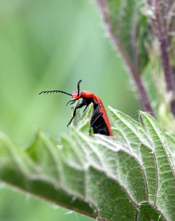 Rotkpfiger Feuerkfer - Pyrochroa serraticornis