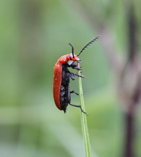 Rotkpfiger Feuerkfer - Pyrochroa serraticornis