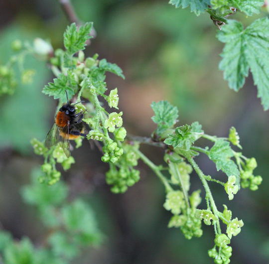 Rotpelzige Sandbiene - Andrena fulva